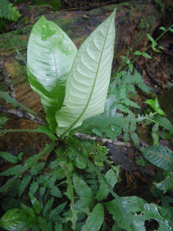 Psychotria koumounaboualiensis — houseplant care guide