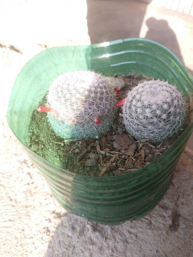 Mammillaria haageana fruit