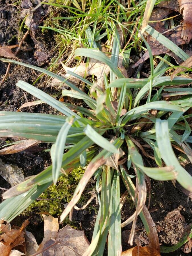 Carex flaccosperma habit