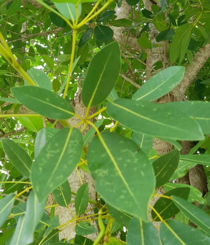 Tabebuia heterophylla — search result for 'Tabebuia'