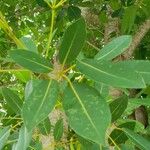 Tabebuia heterophylla
