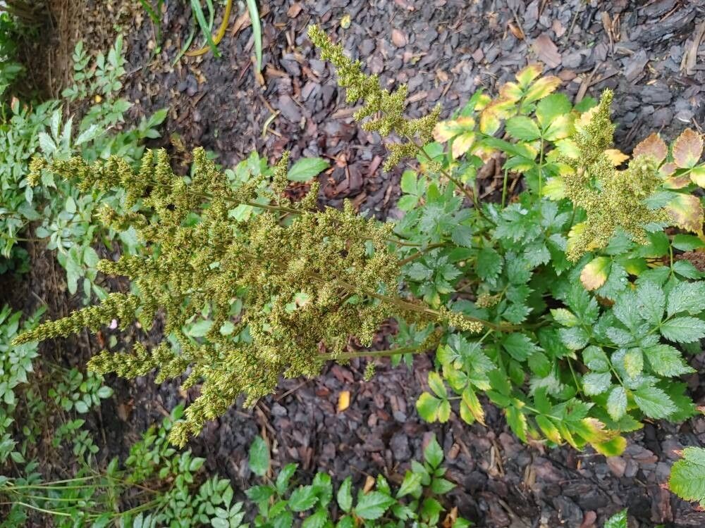Astilbe chinensis fruit