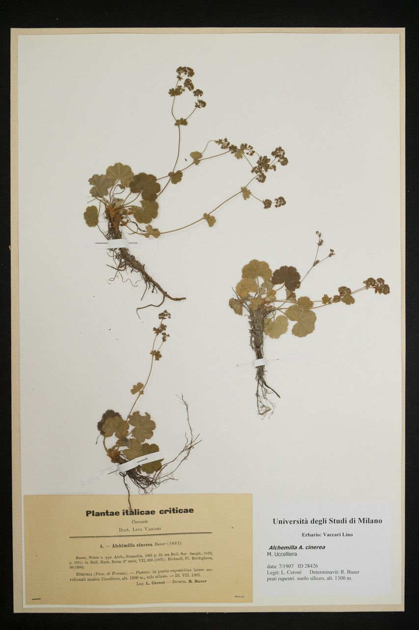 Alchemilla cinerea — search result for 'Alchemilla'