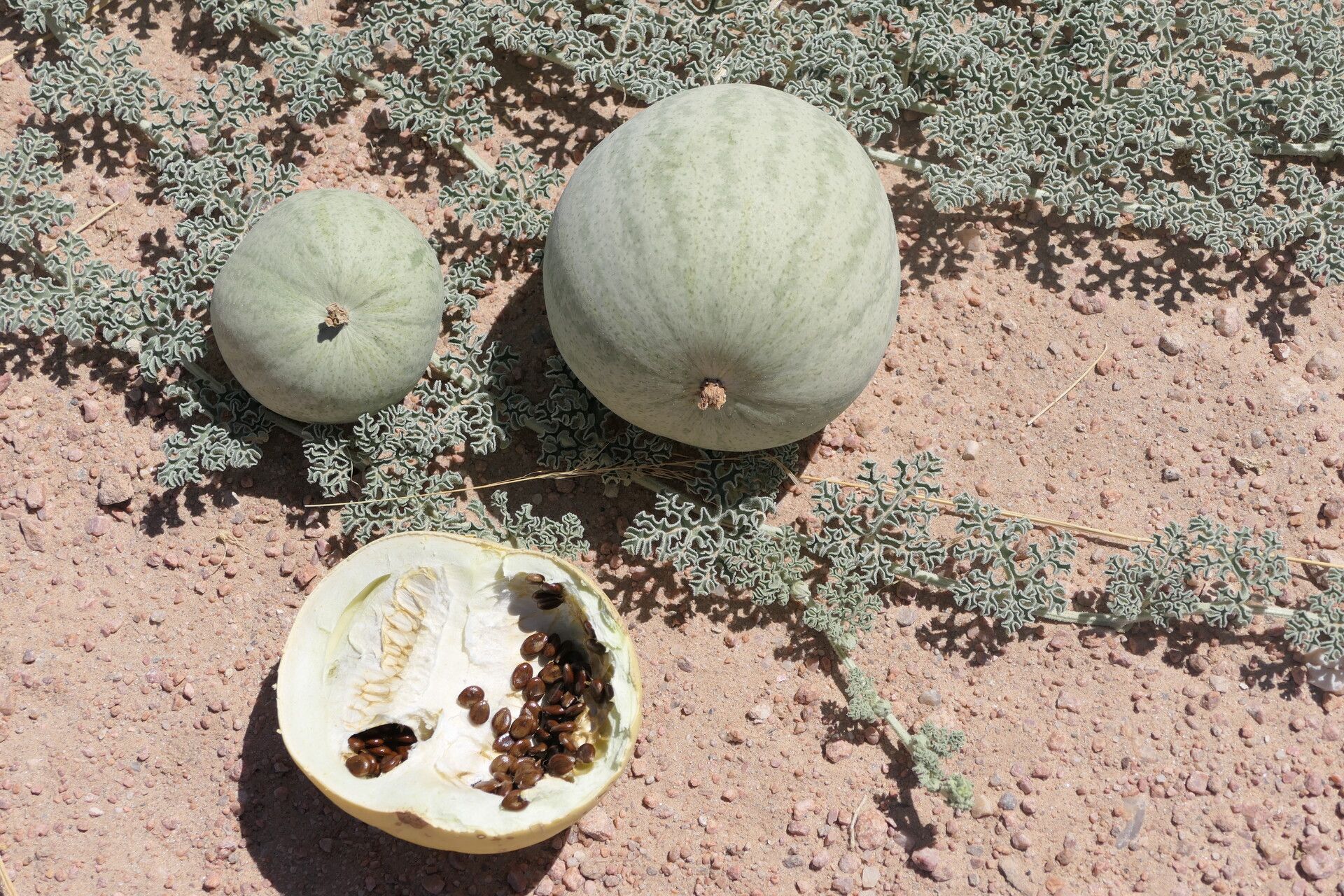 Citrullus ecirrhosus fruit