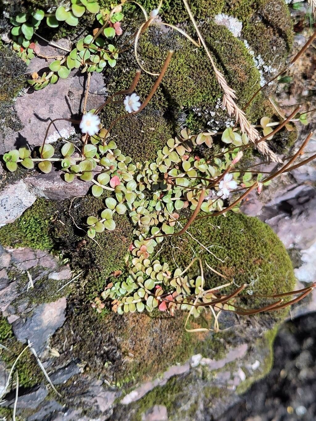 Epilobium brunnescens habit