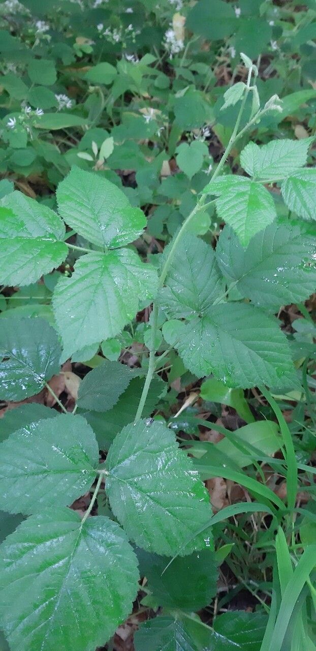 Rubus adscitus — search result for 'Rubus'