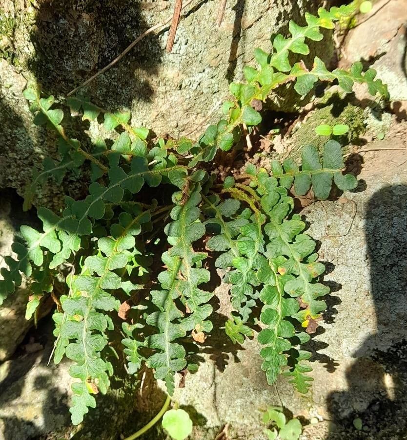 Ceterach officinarum habit
