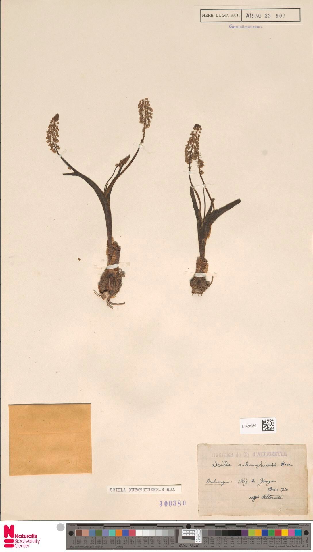 Scilla oubangluensis — houseplant care guide