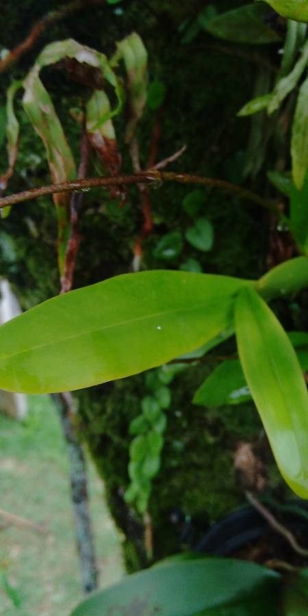 Gomesa flexuosa leaf