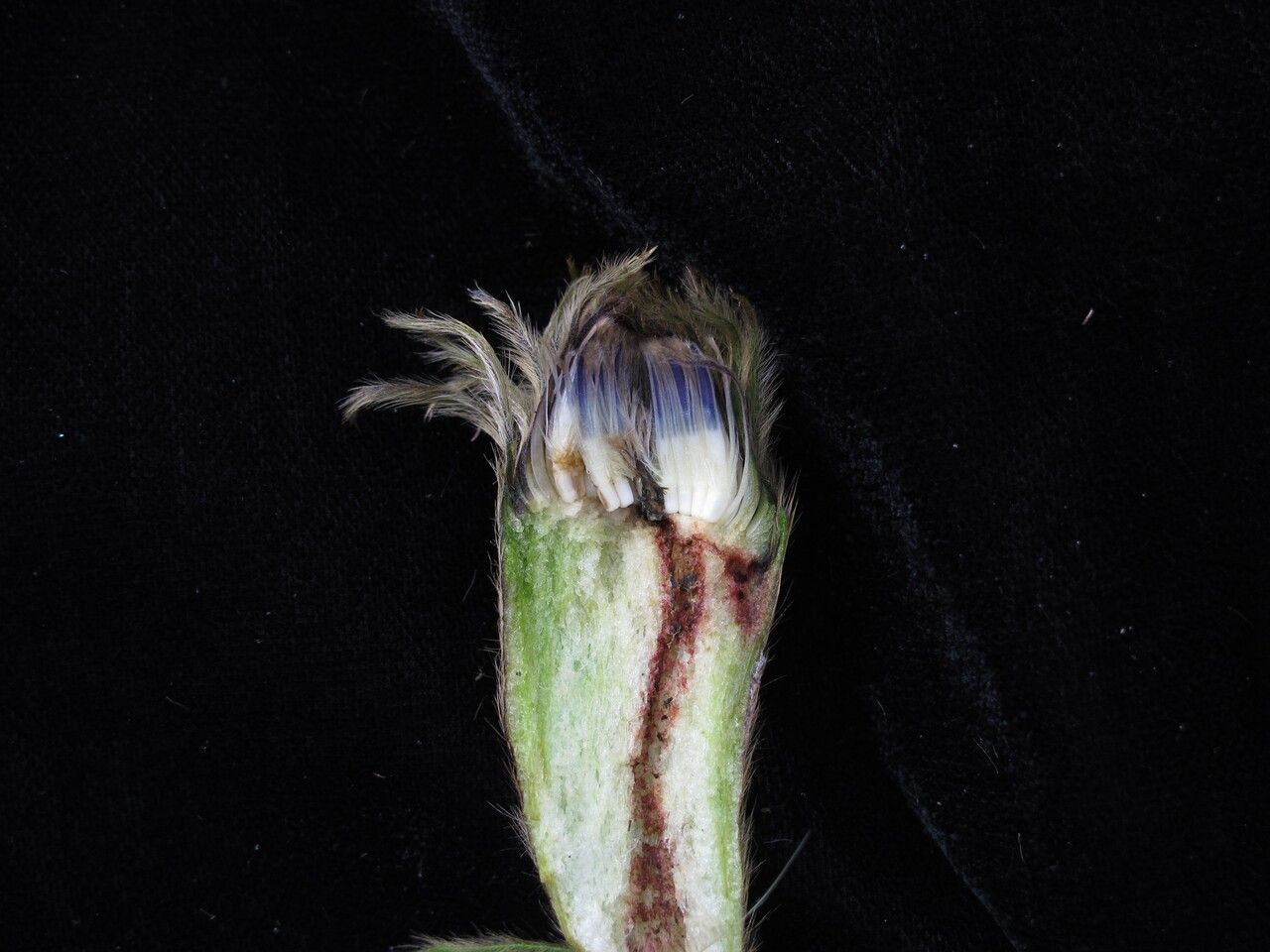 Saussurea chrysotricha fruit