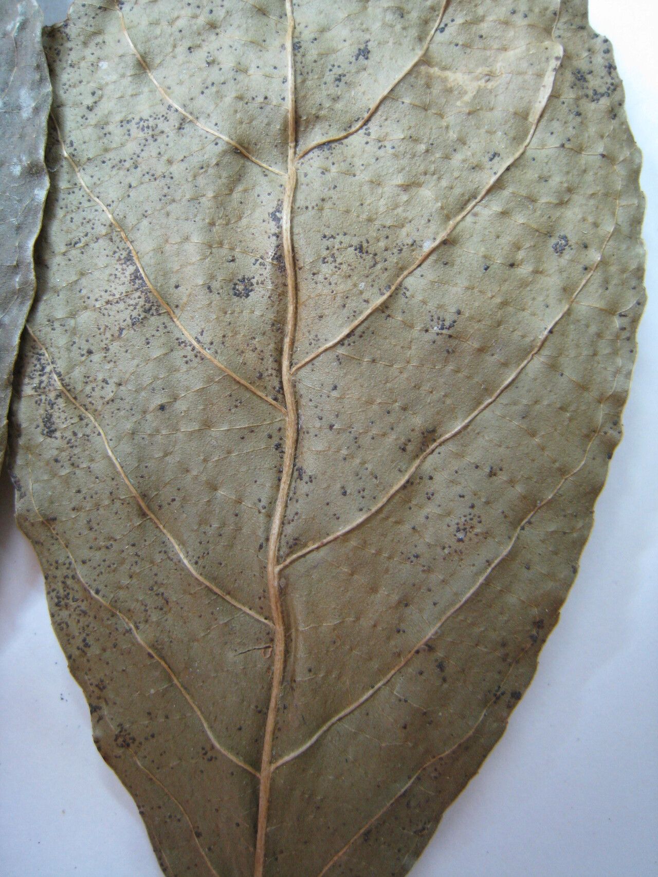 Casearia guianensis other