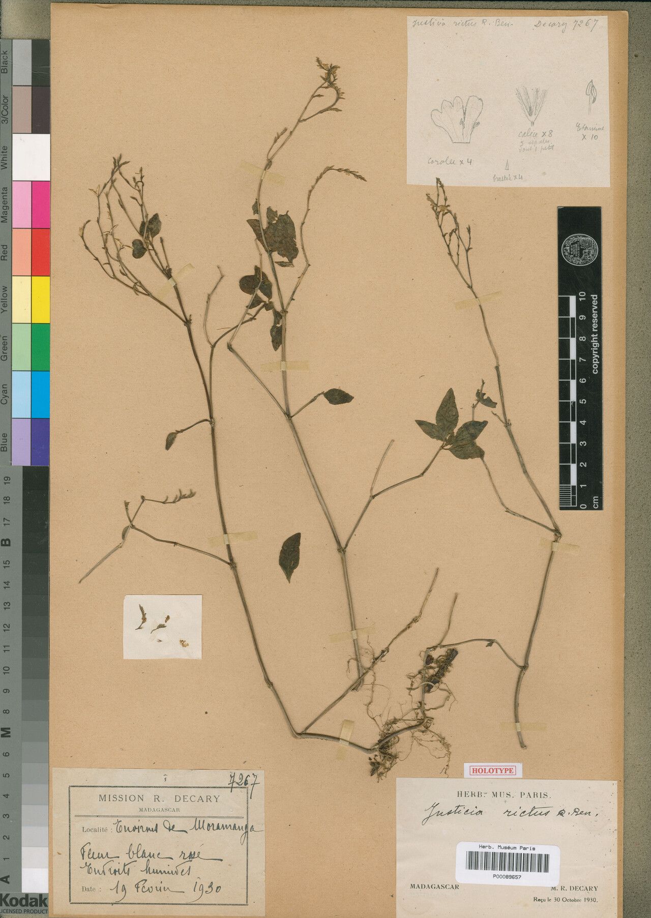 Justicia rictus — houseplant care guide