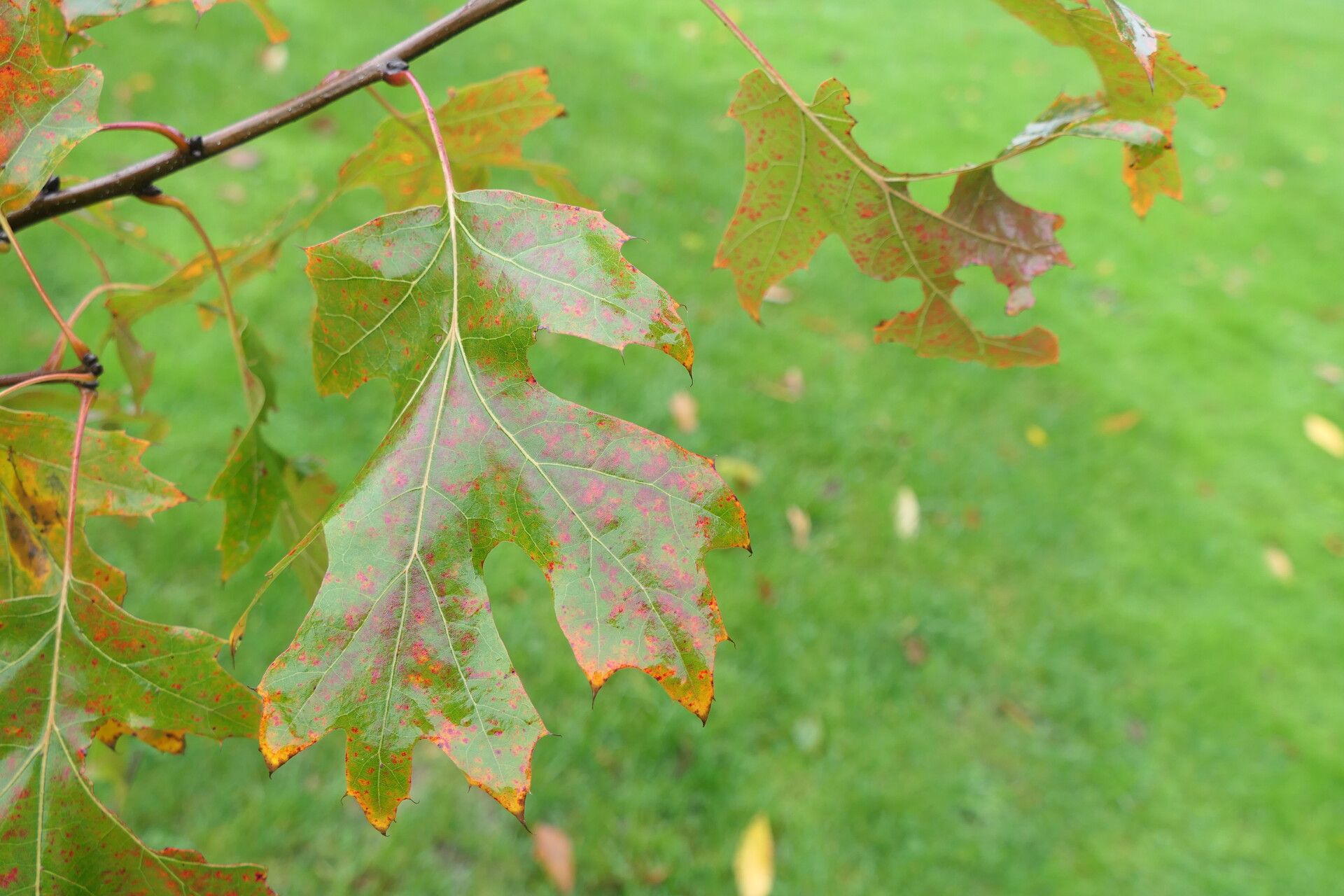 Quercus acerifolia leaf