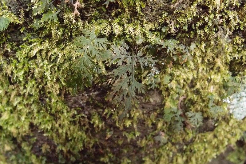 Hymenophyllum polyanthos leaf