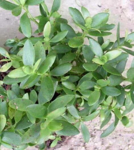 Crassula cultrata habit