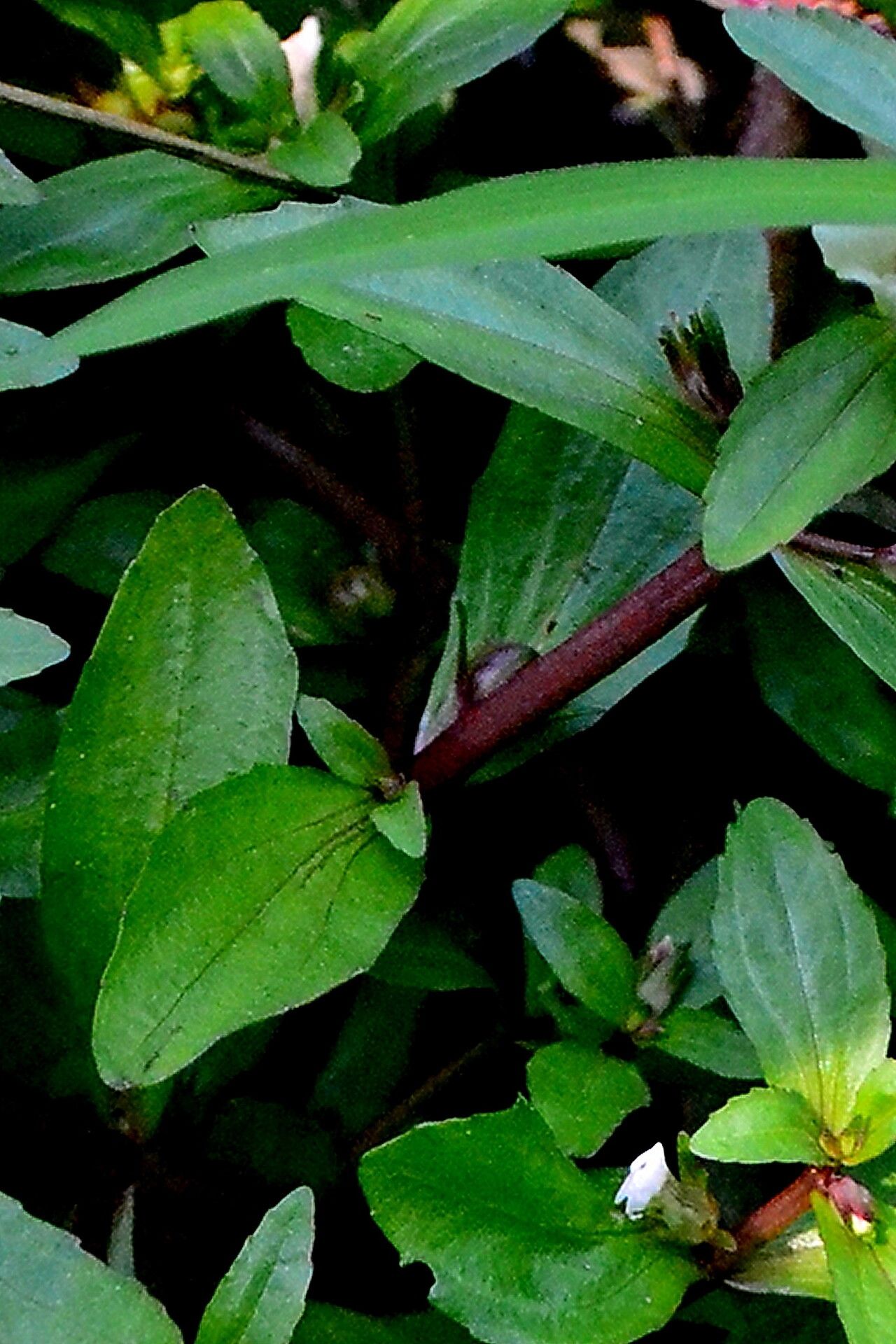 Gratiola virginiana — houseplant care guide