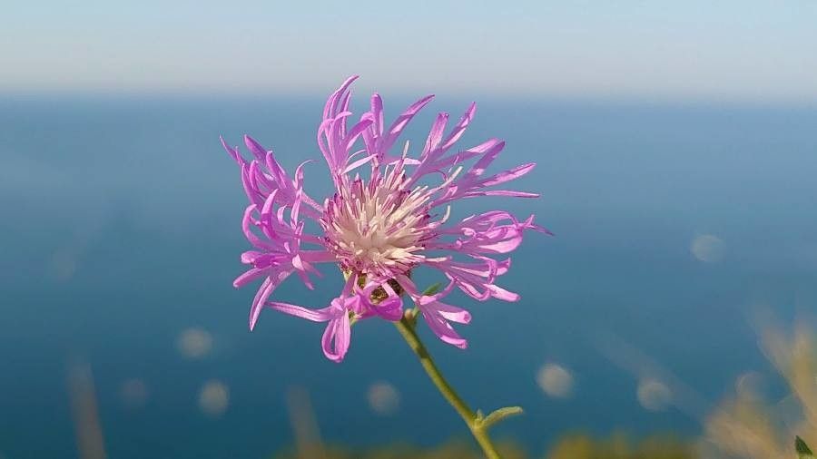 Centaurea napifolia flower