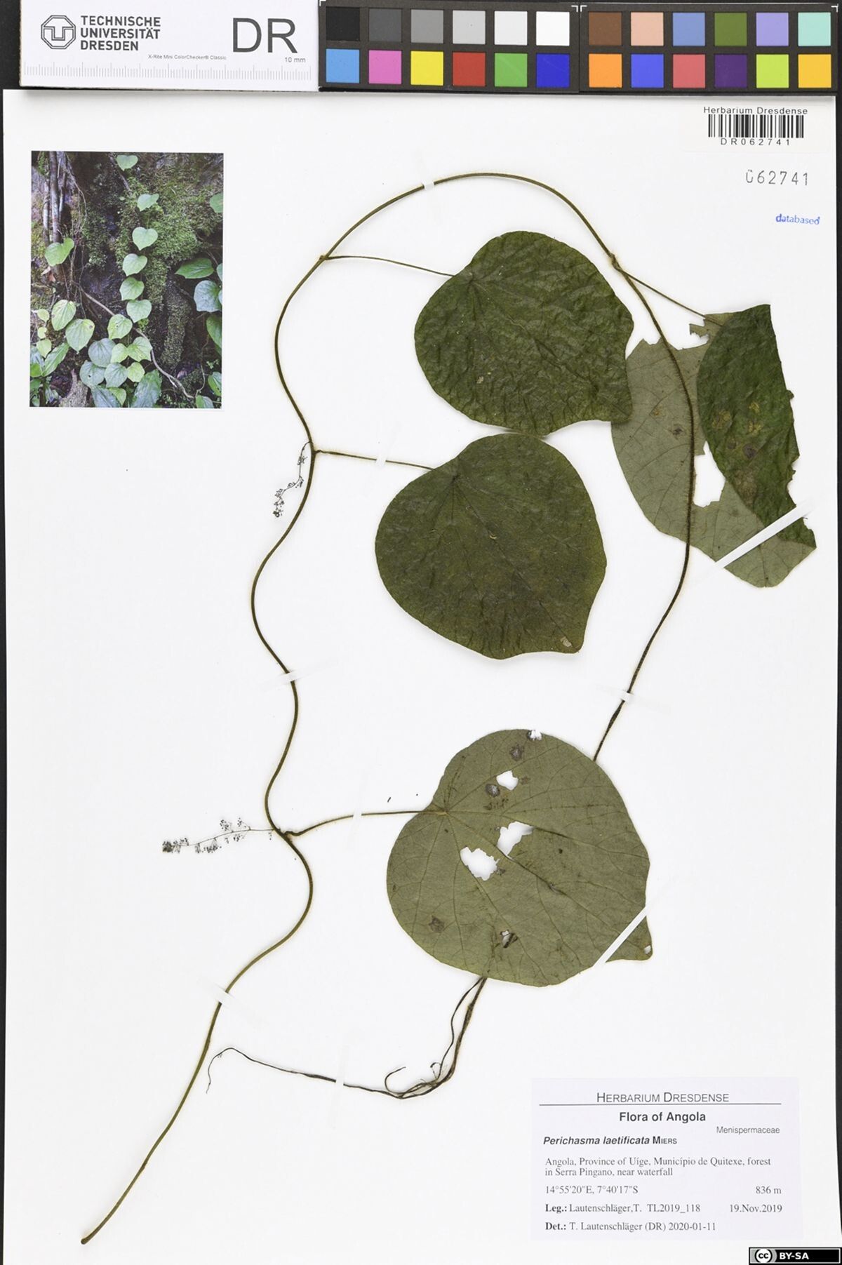 Cissampelos owariensis — houseplant care guide