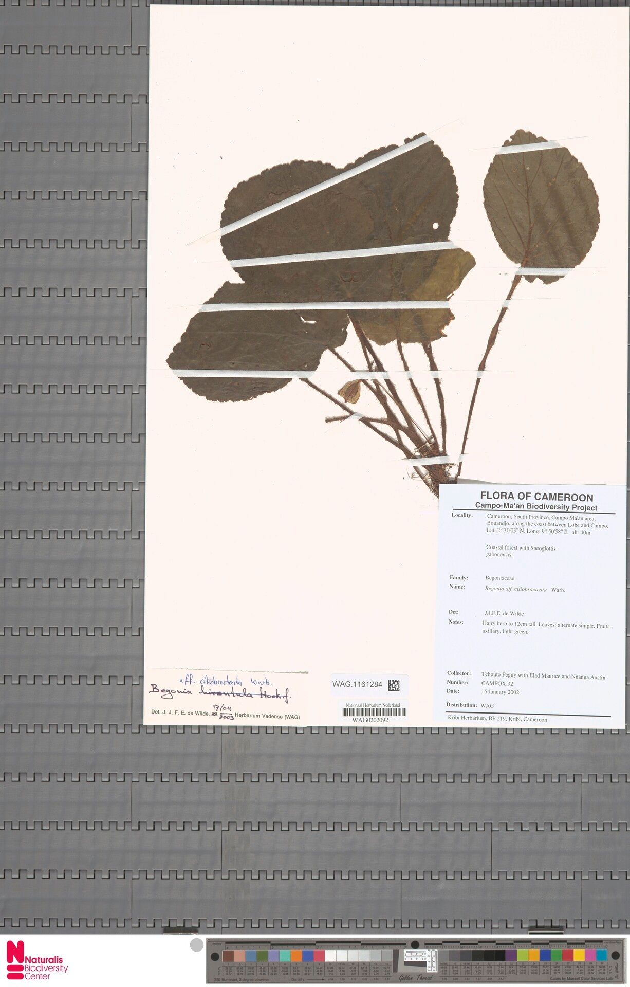 Begonia ciliobracteata — houseplant care guide