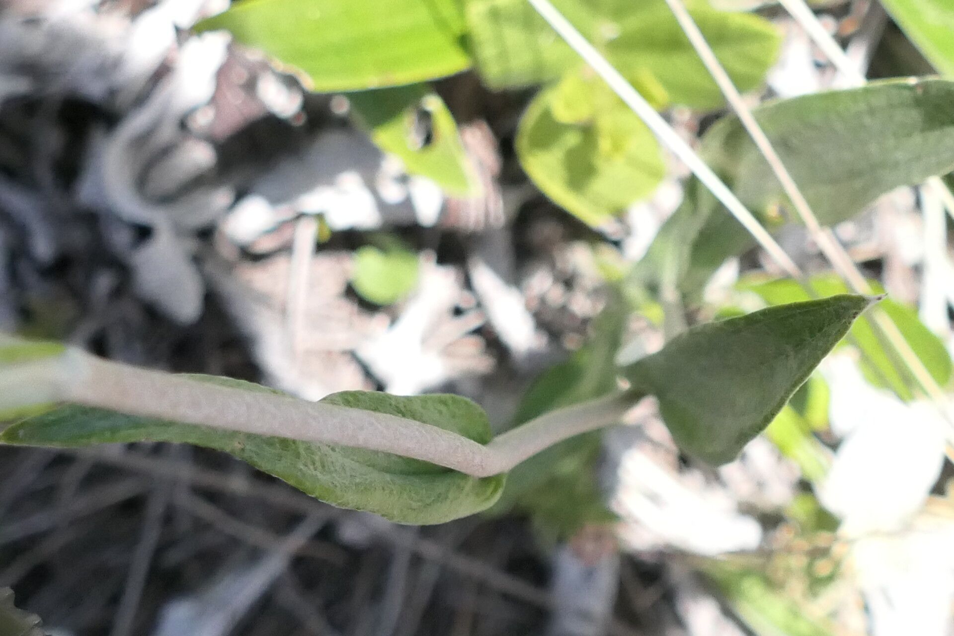 Helichrysum nudifolium bark