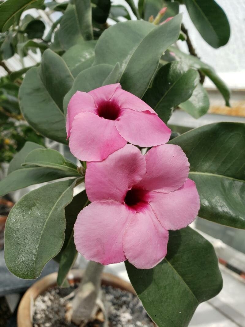 Adenium swazicum flower