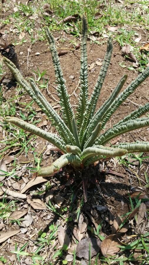 Encephalartos tegulaneus leaf