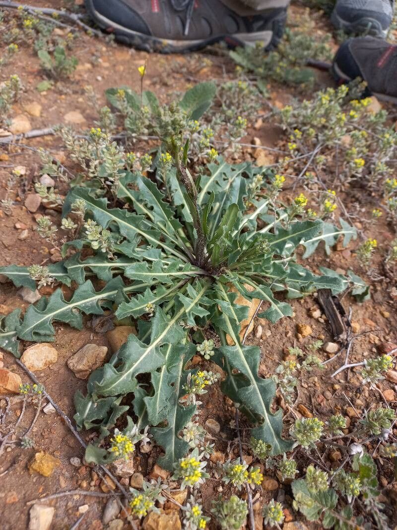 Sisymbrium crassifolium leaf