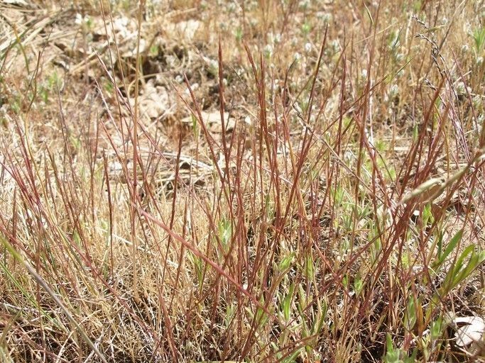Scribneria bolanderi — search result for 'West Coast of North America'