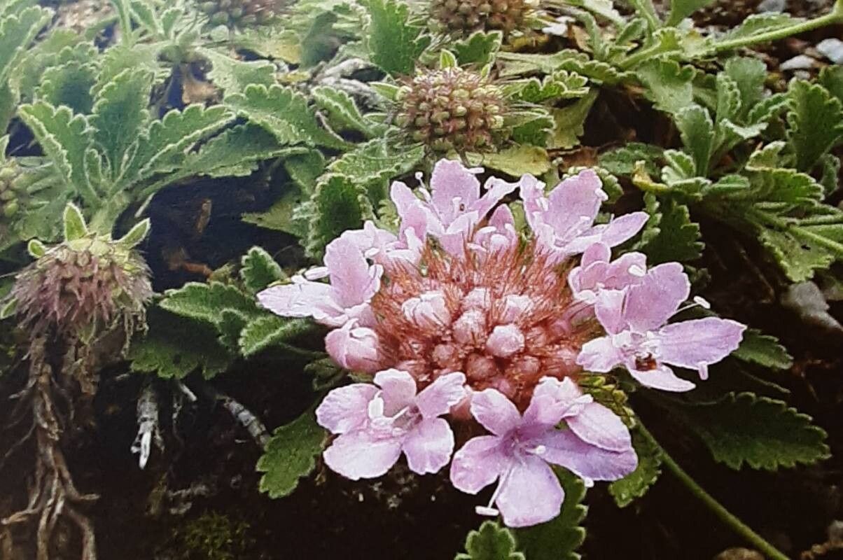 Pterocephalus pterocephala flower