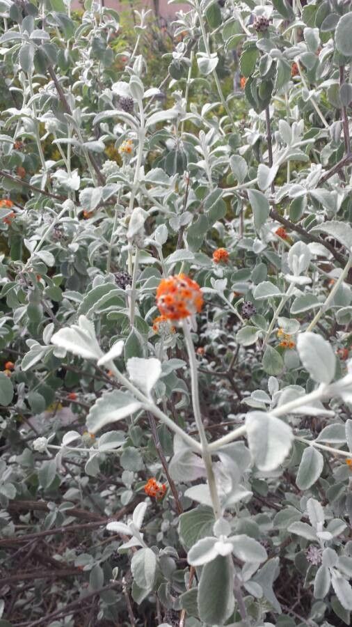 Buddleja marrubiifolia — search result for 'Scrophulariaceae'