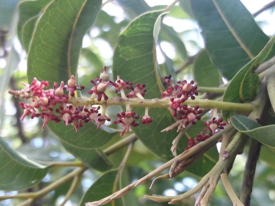 Elattostachys apetala flower