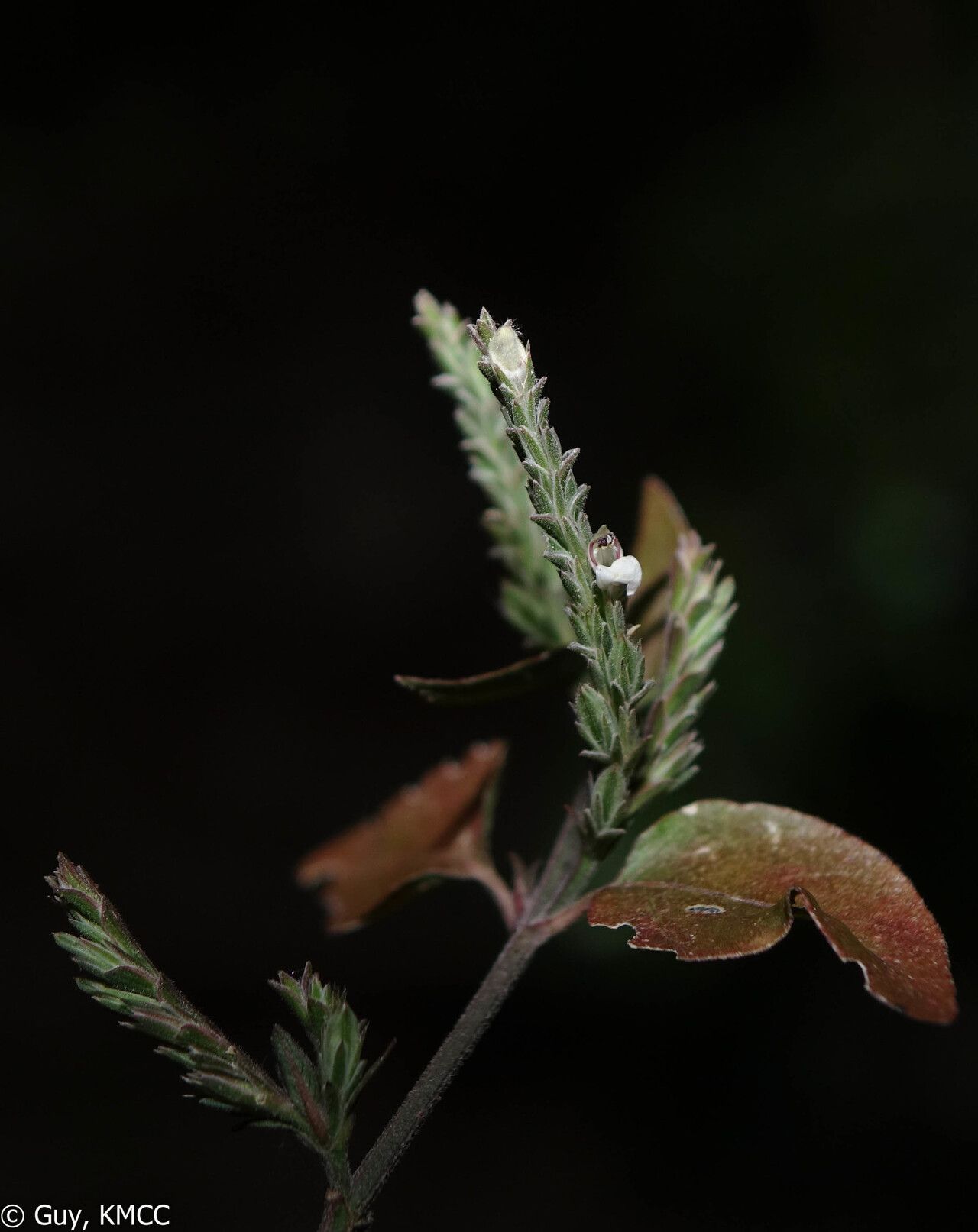 Justicia rigens flower