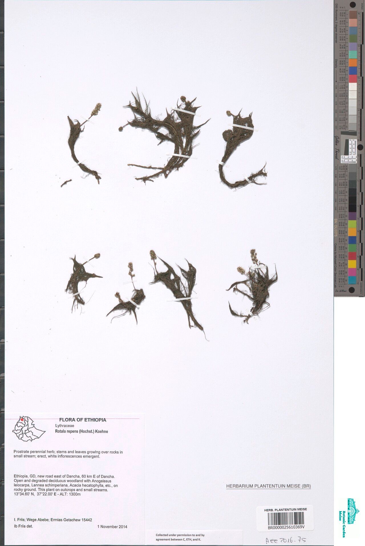 Rotala repens — search result for 'Rotala'