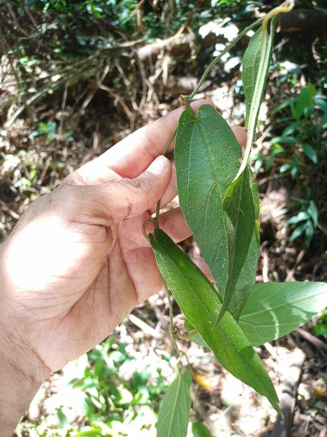 Passiflora multiflora habit