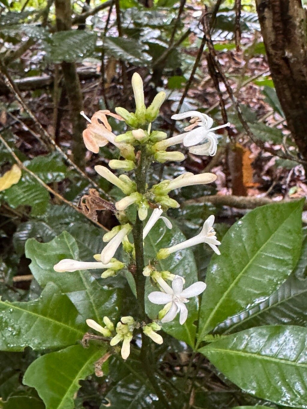 Angostura bracteata — related species from the same genus