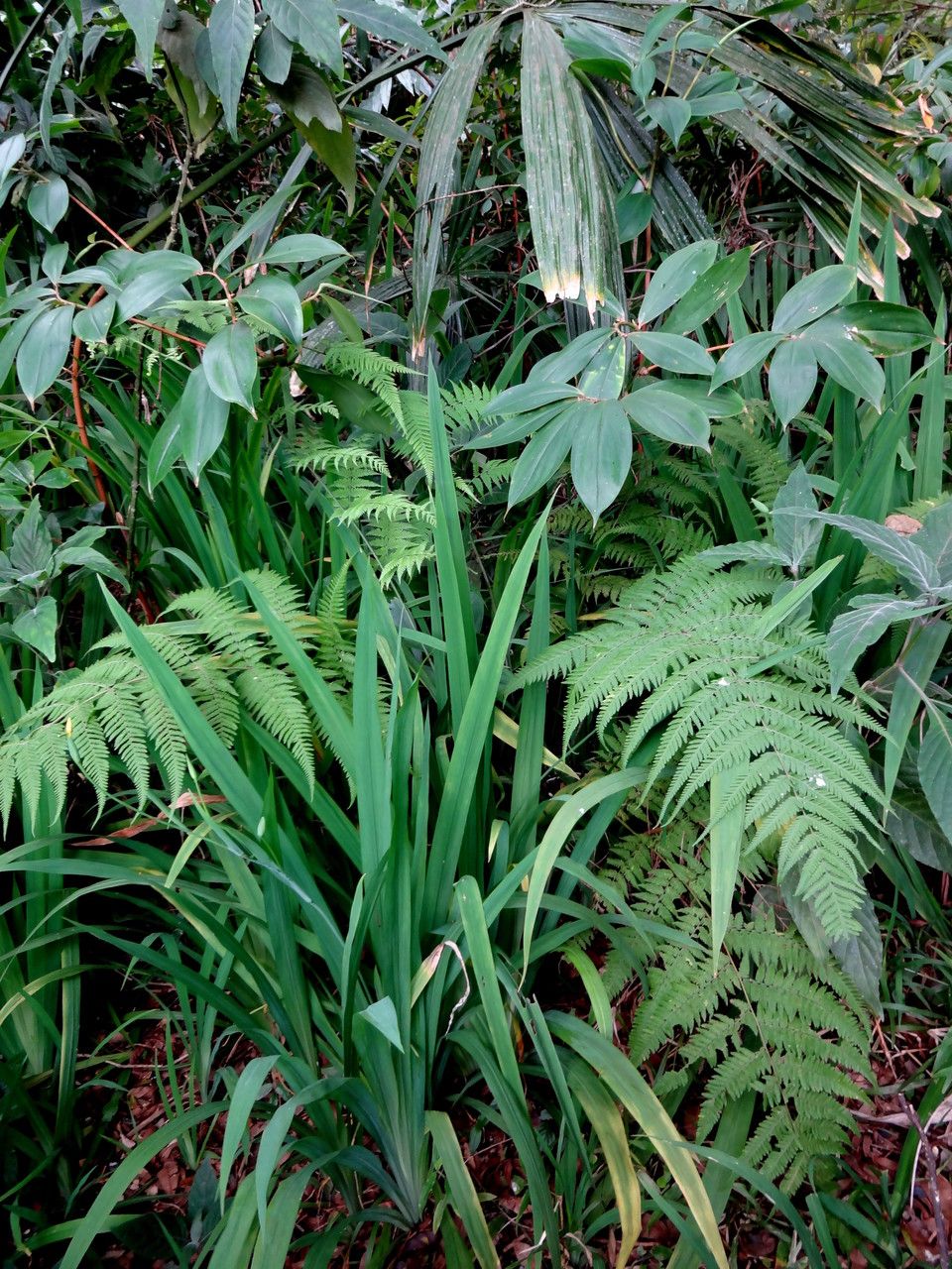 Lastreopsis vieillardii habit