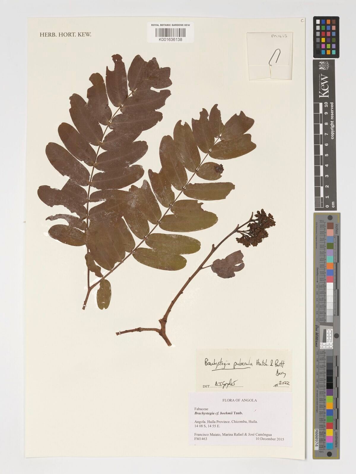 Brachystegia puberula — houseplant care guide