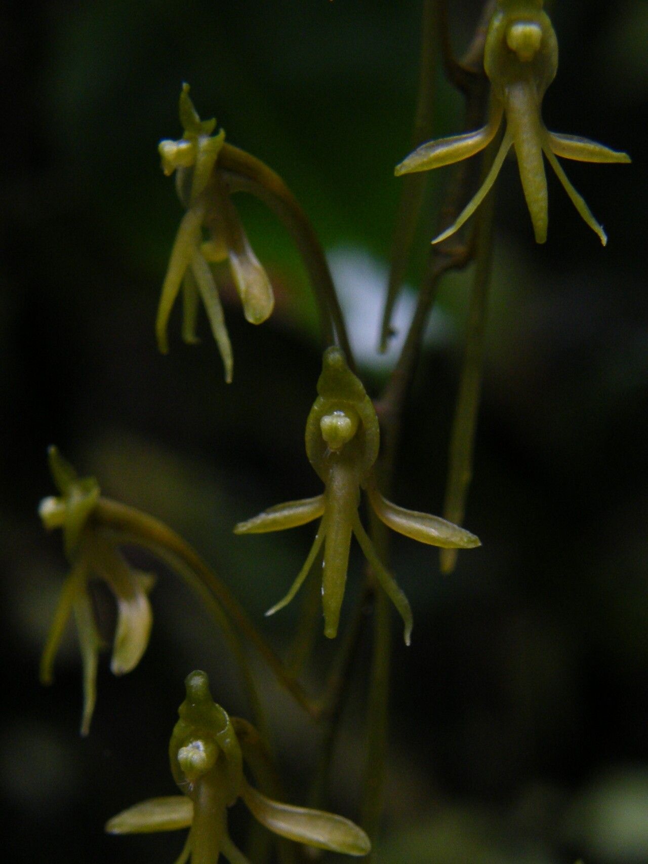 Angraecopsis ischnopus flower
