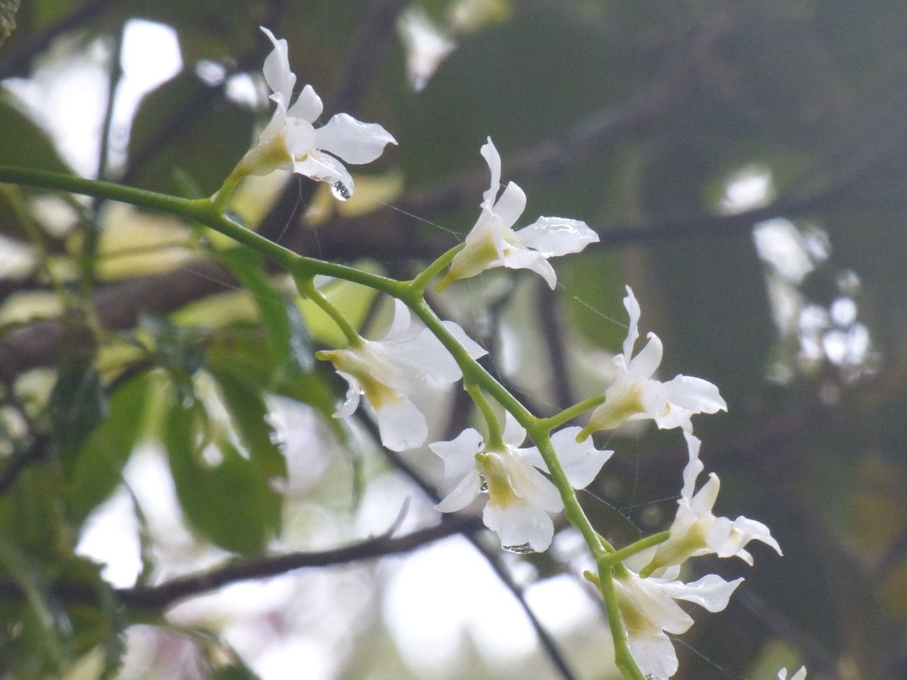 Beclardia macrostachya flower