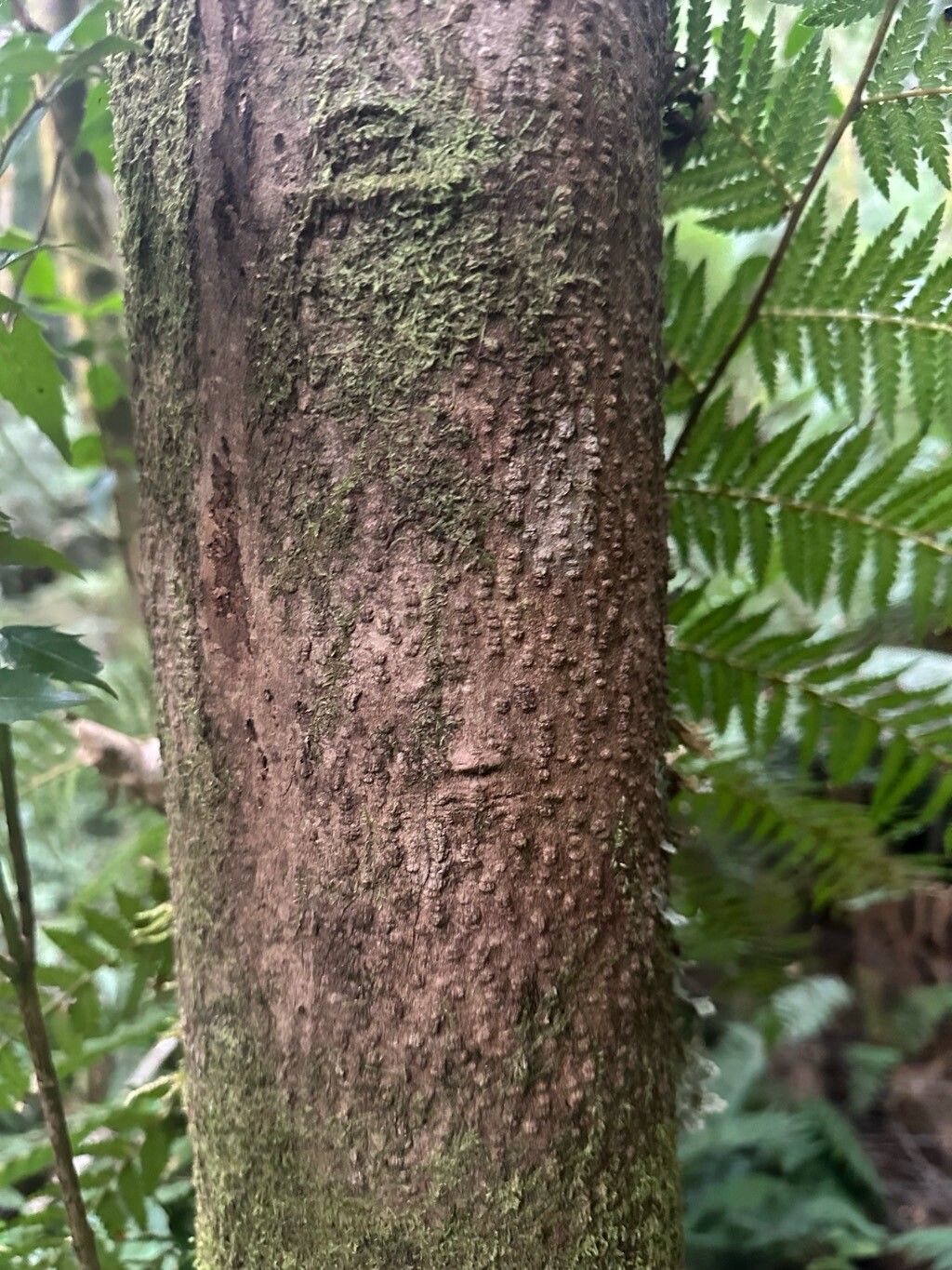 Atherosperma moschatum bark