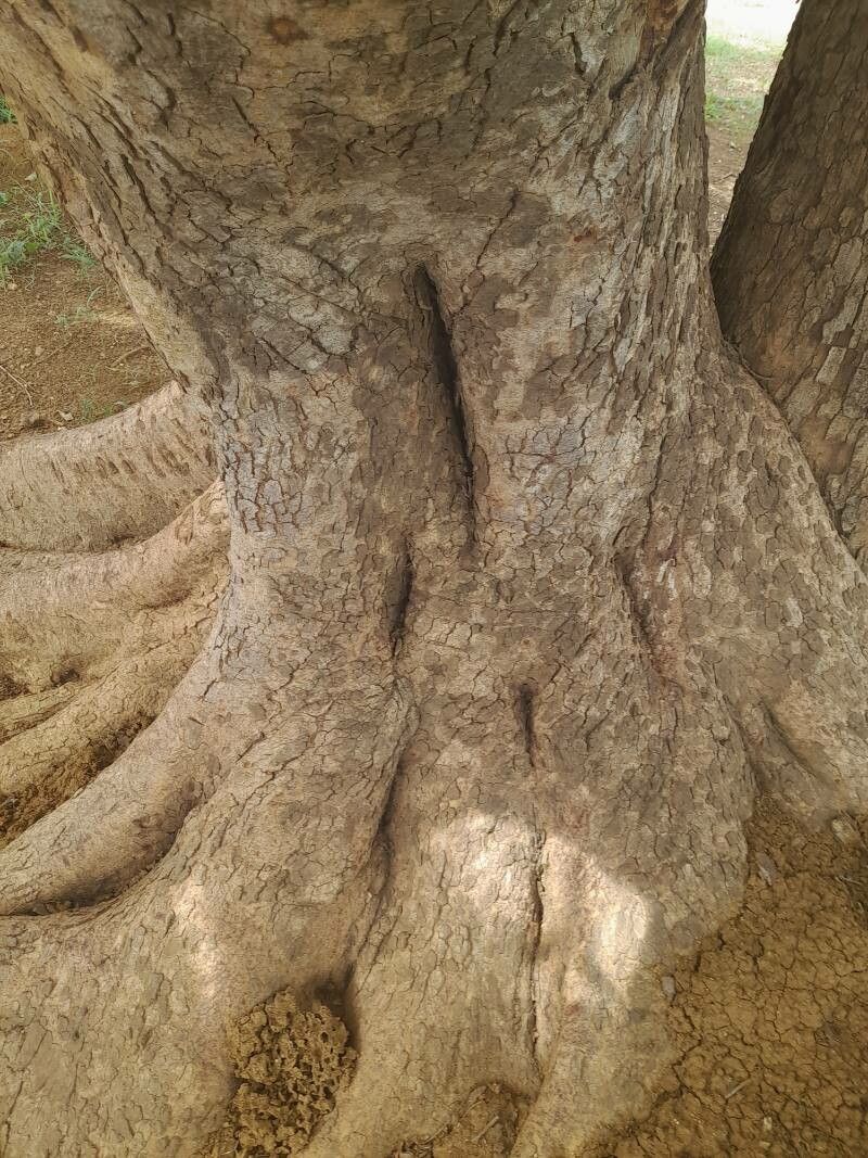 Ficus citrifolia bark