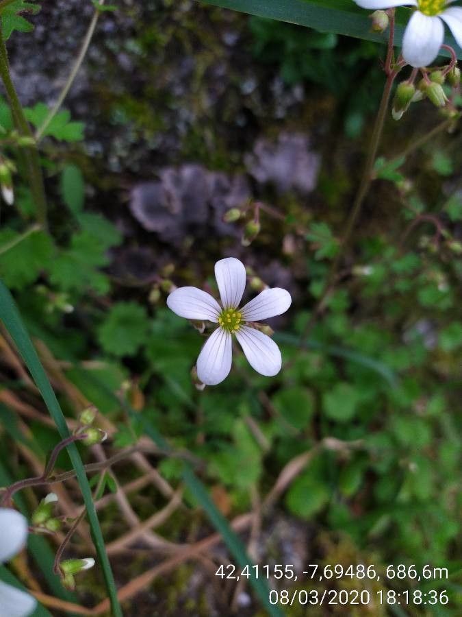 Saxifraga valdensis flower