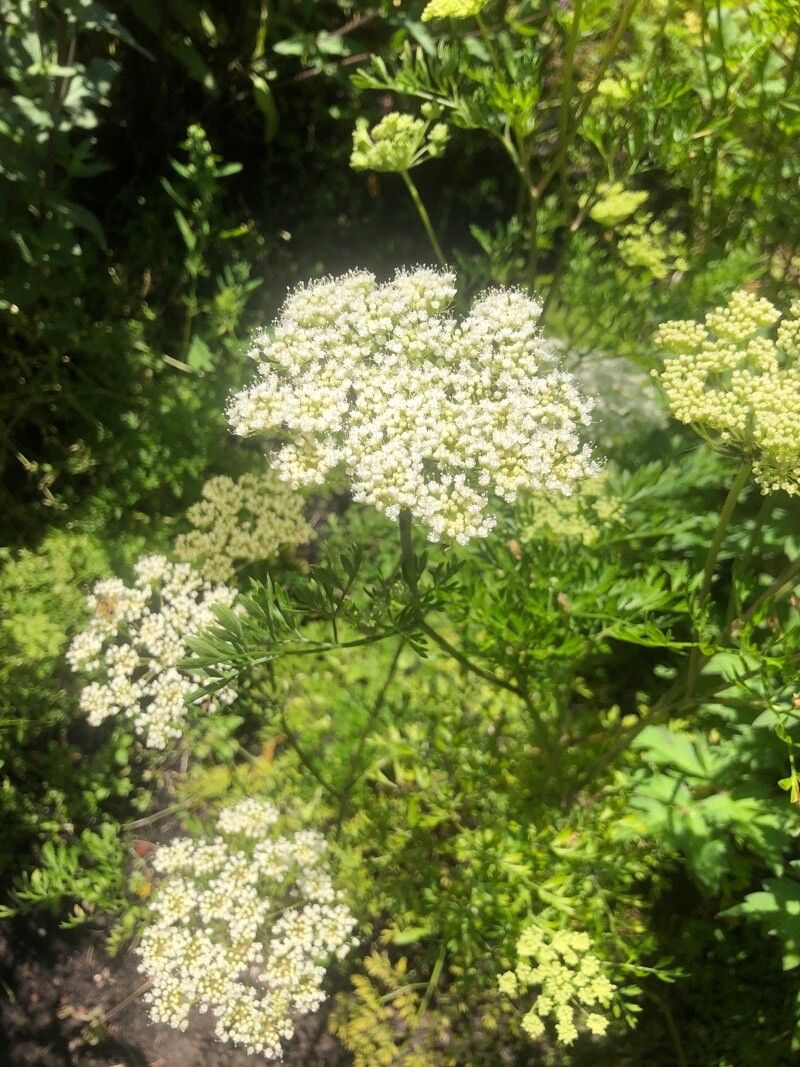 Katapsuxis silaifolia flower