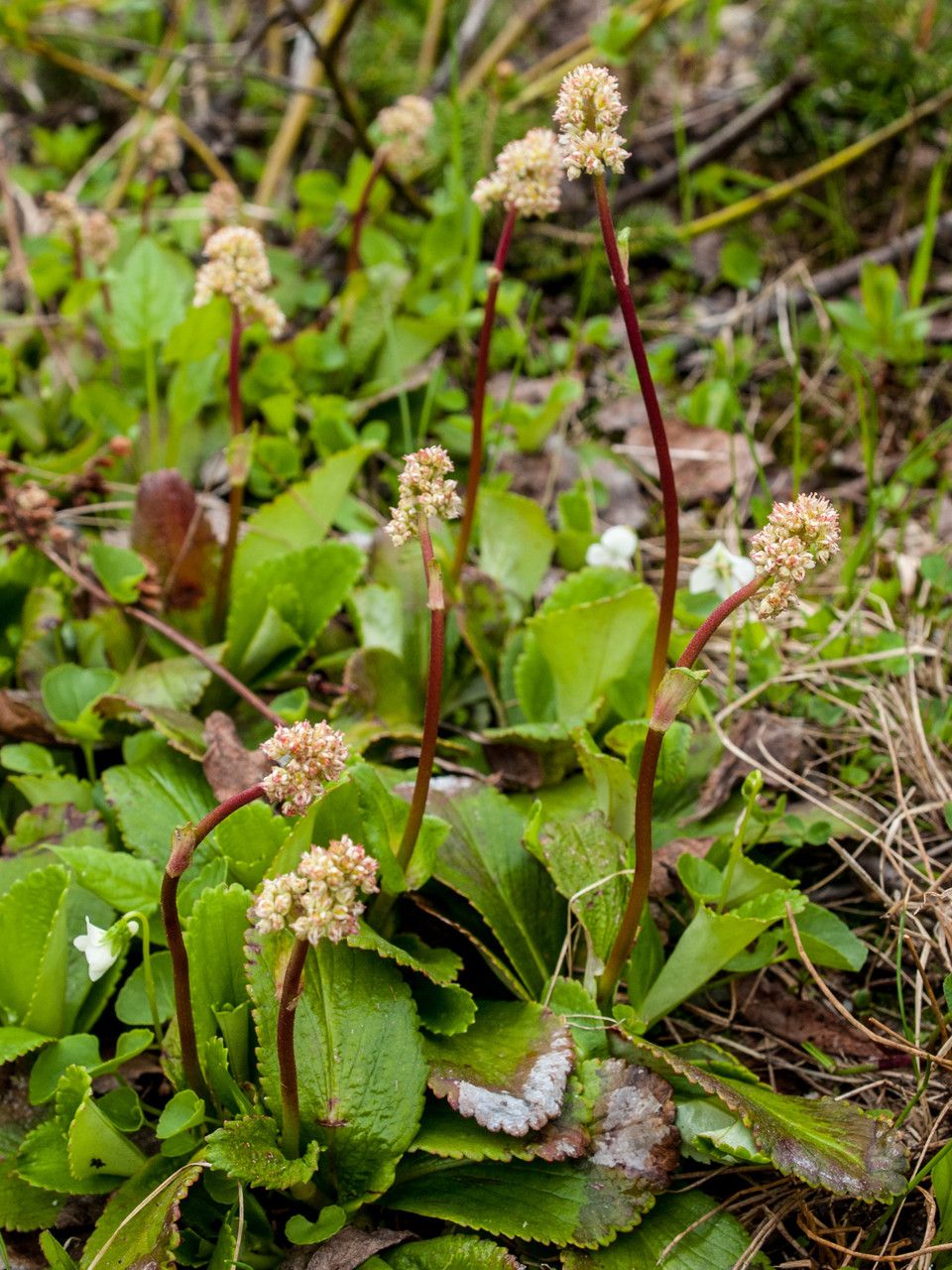 Leptarrhena pyrolifolia habit
