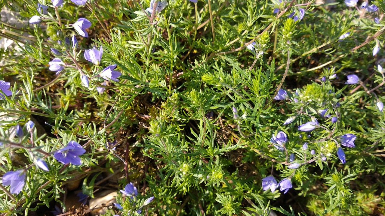 Veronica armena leaf