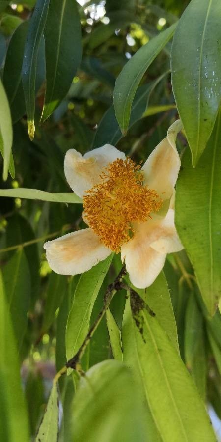 Mesua ferrea flower