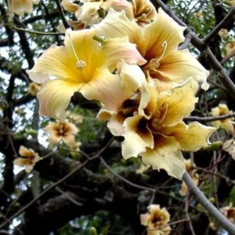 Ceiba chodatii flower