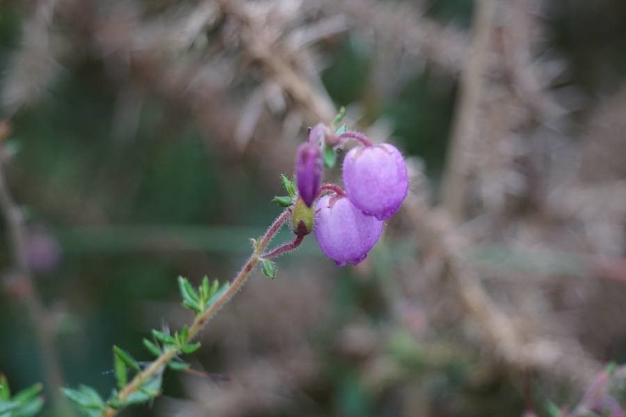 Daboecia cantabrica flower
