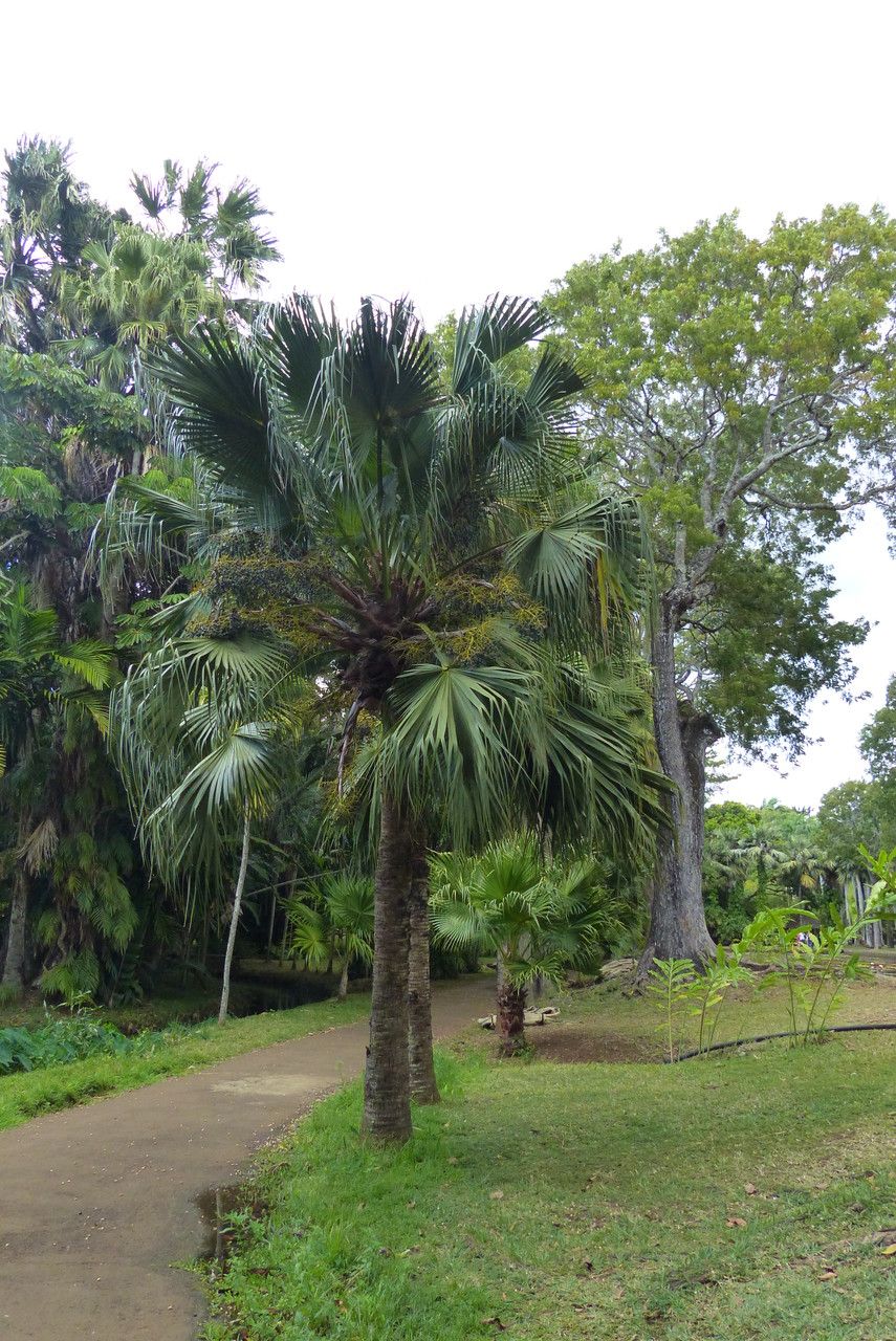 Livistona chinensis flower