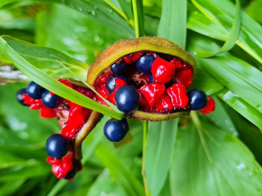 Paeonia broteroi fruit